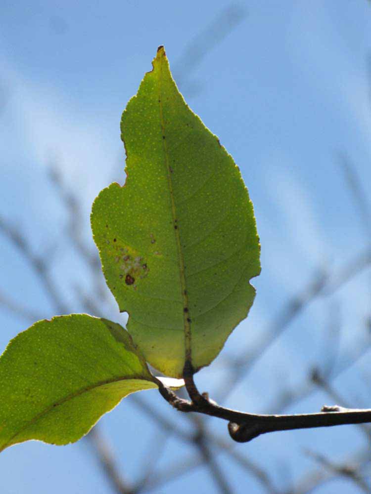             Unifoliolate leaf (Winter Haven, FL)       